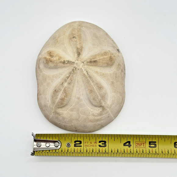 Sea Biscuit Sand Dollar Seashell Fossil Vintage Puffy Beach Decor Aquarium 5" - Picture 4 of 5